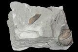 Wide, Enrolled Flexicalymene Trilobite In Shale - Ohio #67659-1